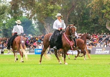 banner Campeonato Nacional de Caballo de Paso Dia 1